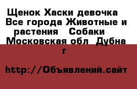 Щенок Хаски девочка - Все города Животные и растения » Собаки   . Московская обл.,Дубна г.